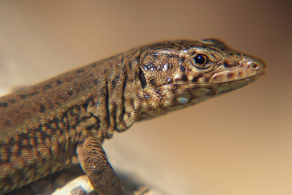 Lilford's Wall Lizard