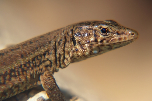 Lilford's Wall Lizard