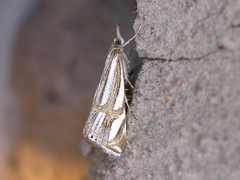Hednota bifractellus