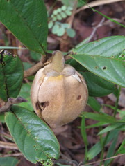 Annona monticola
