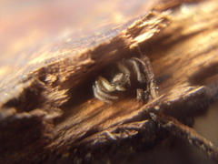 Misumenoides athleticus