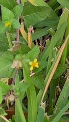 Calyptocarpus vialis