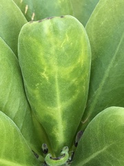 Cucumber mosaic virus