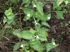 Tradescantia brevifolia