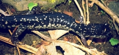 Plethodon chattahoochee