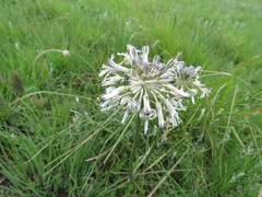Drimia sphaerocephala