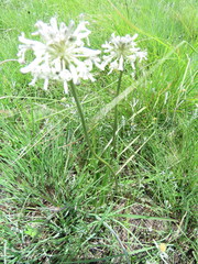 Drimia sphaerocephala