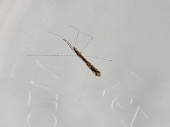 Empicoris rubromaculatus