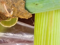 Empicoris rubromaculatus