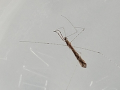 Empicoris rubromaculatus