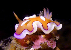 Mexichromis pusilla