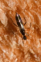 Tachydromia arrogans