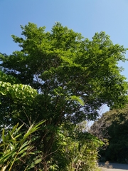 Celtis tetrandra