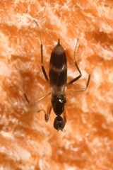 Tachydromia arrogans