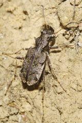 Neocicindela parryi