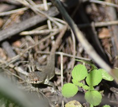 Microlophus arenarius