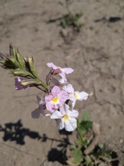 Pitraea cuneato-ovata