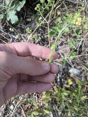 Trisetum interruptum