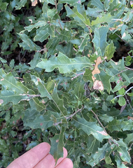Quercus vaseyana