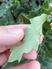 Quercus vaseyana