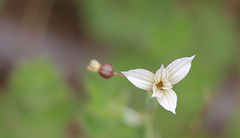 Sisyrinchium chilense