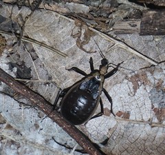 Ectrichodia