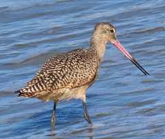 Limosa fedoa