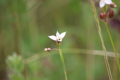 Sisyrinchium chilense