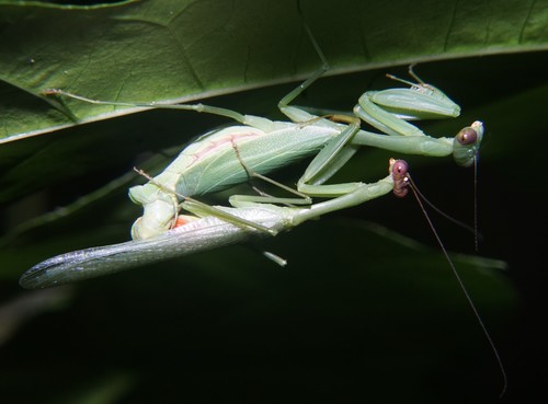 Stagmomantis fraterna