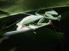 Stagmomantis fraterna
