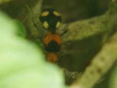 Dasymutilla munifica