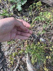 Trisetum interruptum