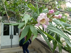 × chitalpa tashkentensis