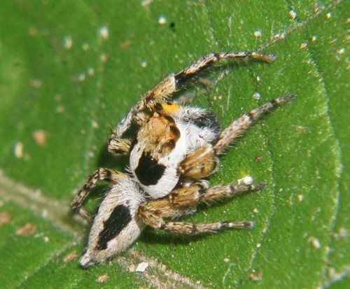 Tarkas maculatipes