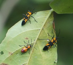 Oncopeltus spectabilis