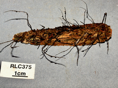 Xylaria melanura