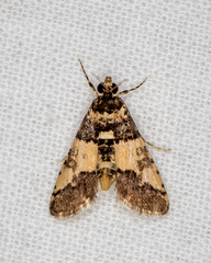 Nacoleia mesochlora