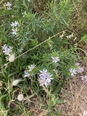 Olearia glutinosa