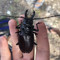 Stenodontes chevrolati