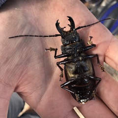 Stenodontes chevrolati