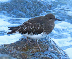 Arenaria melanocephala