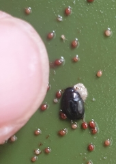 Dactylosternum abdominale