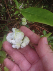 Exobasidium symploci