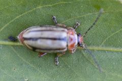 Disonycha bicarinata