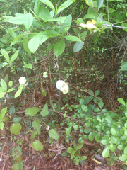 Exobasidium symploci