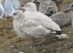 Larus argentatus × hyperboreus