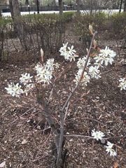 Amelanchier arborea