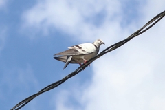 Columba livia domestica