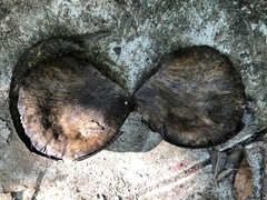 Aspidosperma megalocarpon