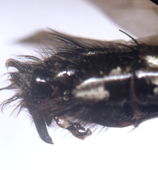 Sarcophaga variegata